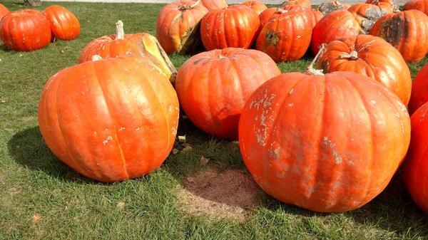 Negangard Pumpkin Patch