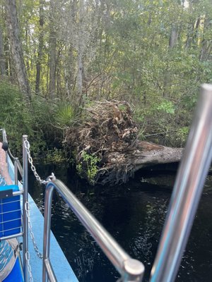 Snake inside the bottom of that log