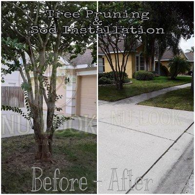 Before and after, Tree Pruning and St Augustine Sod Installation.