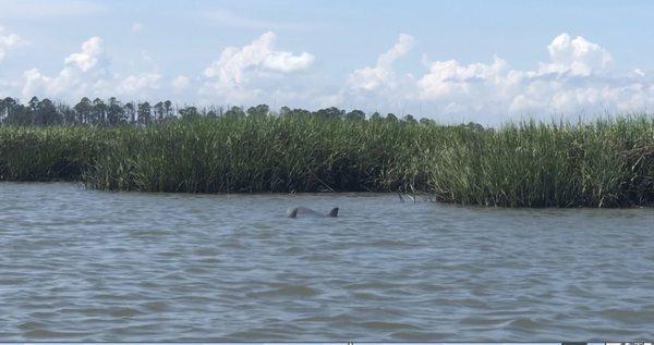 2 Dolphins spotted on our paddle board trip