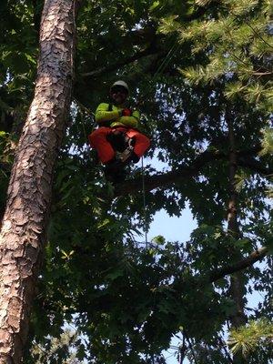 Hanging from the tree