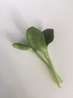 Sample greens from a sunflower