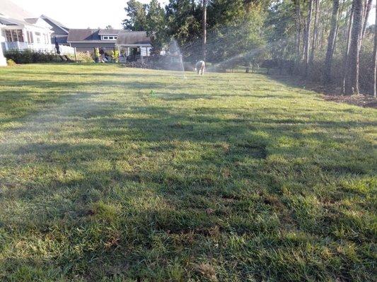 New sod and irrigation