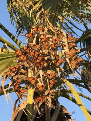 Monarch Butterfly Migration