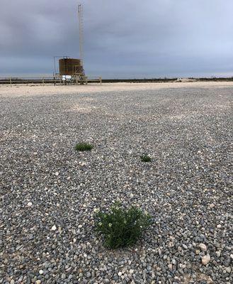 Only three weeds after a full year. Total bare ground weed spray treatments.