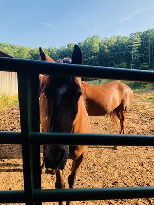 Beautiful Horses