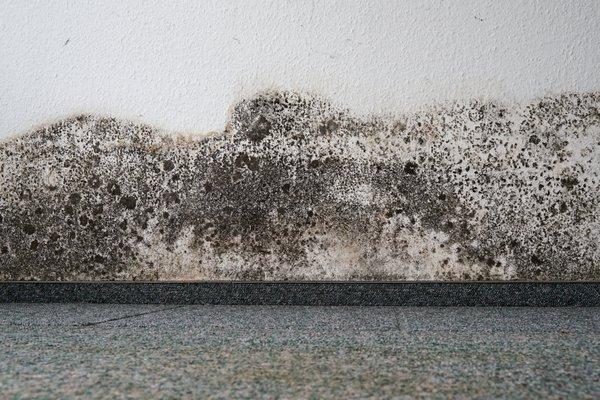 Mold and Water Damage - Plumbing Leak - Roof Leak - Wall and Ceiling Damage - Public Adjuster