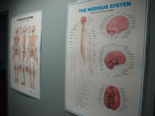 Bones, nerves and a brain...that's what I go after when helping my patients feel better.  9 out of 10 times it works.