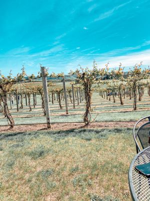 View of the vineyard from our table