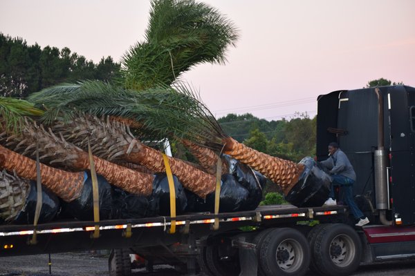 Palm Trees, Delivery and installed