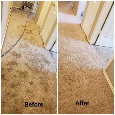 Specialized in remove pet stains and heavy odor