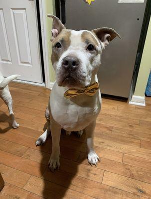 Zane in his bow tie