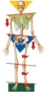 Imbalanced feet can cause pain throughout the body