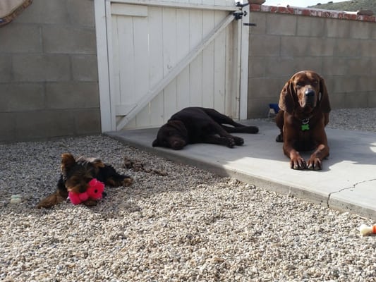 I love that Joe pays attention to the temperament of each dog so he understands which dogs to put together regardless of the size.