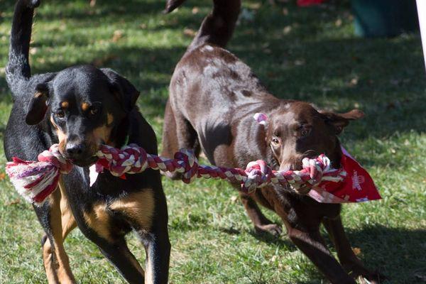 A little game of tug-a-war in the play yard.