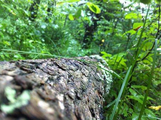 Chequamegon-Nicolet National Forest