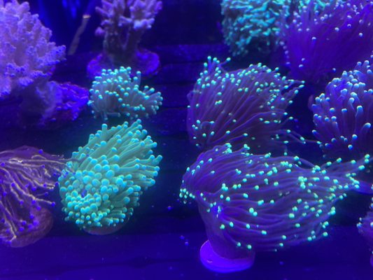 Corals