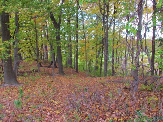 Paths go through some nice woods