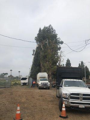 Eucalyptuses Pruning for safety