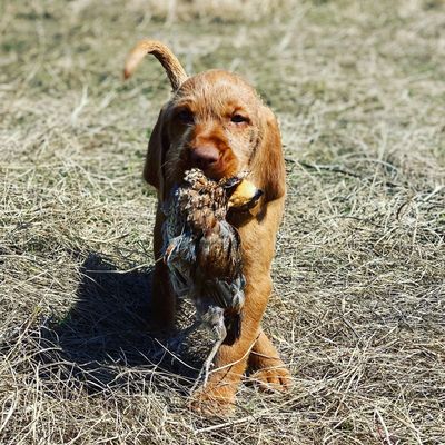 Cave Canis Kennels