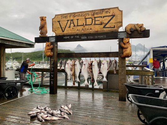 In the late afternoon time, fishing boats return to the harbor and you can watch them clean and filet their catches.