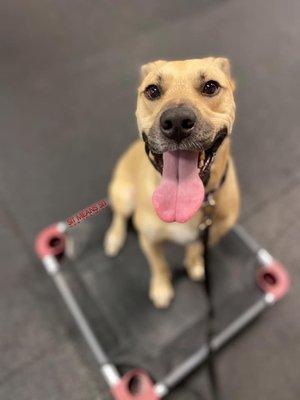 Sit Means Sit Dog Training - Philadelphia