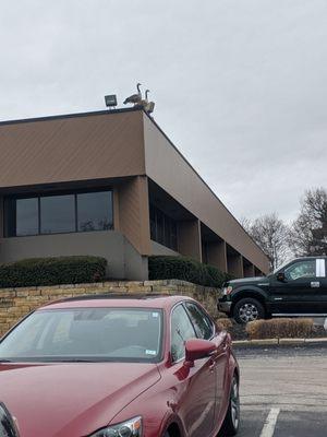 came in for allergy shots, got stalked by geese