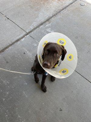 Kennedy had his first fixing and is in great spirits. A 5  month old lab