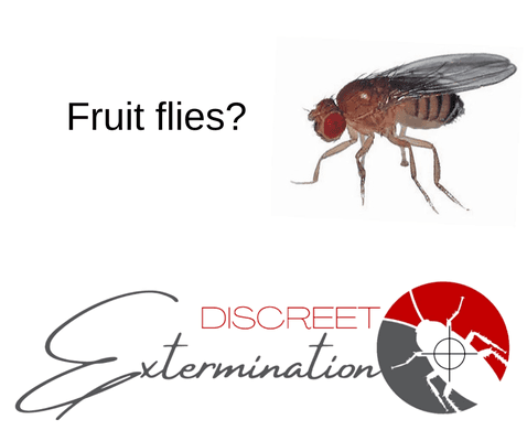 Fruit Flies