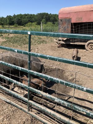 It was really hot out and the piglets were under this truck seeking shade. Wish there was a bit more shade for them