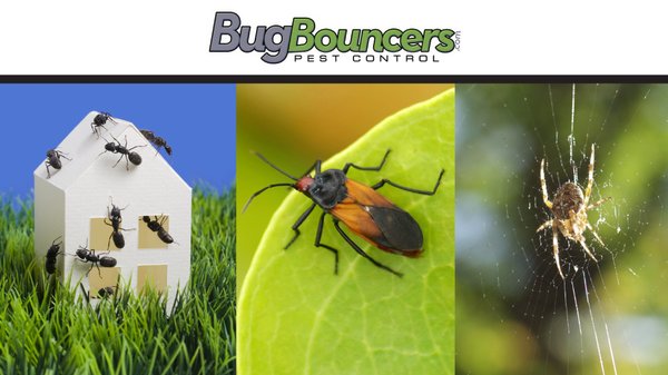 Bug Bouncers