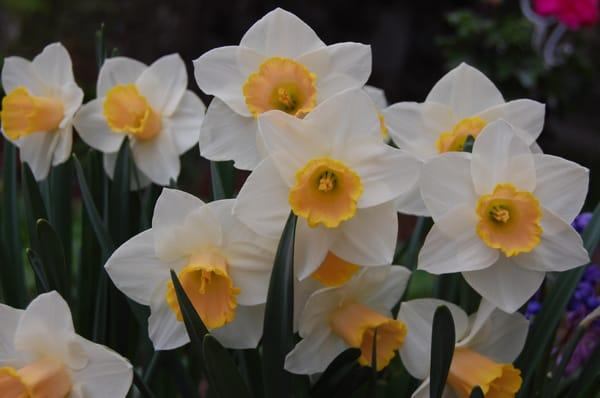 smiling daffodils in early May, 2015