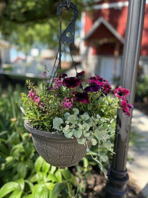 Gorgeous hanging baskets