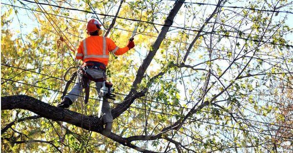 inspecting a tree top