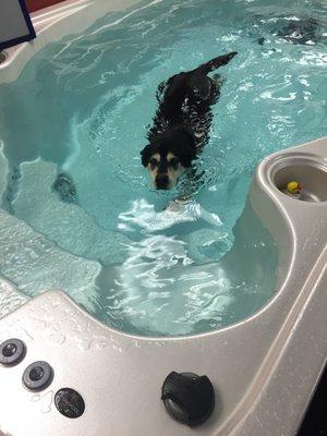 Gunnar swimming in the SwimSpa