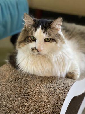 This is a Poncho a 20 lb Maine coon. Pre haircut.