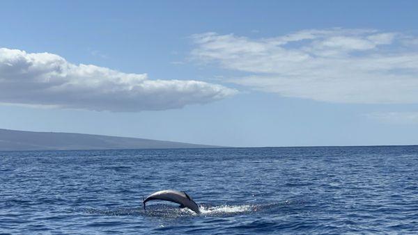 Dolphin jumping