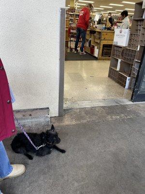 Working at Trader Joes with client Maki the terrier to help with her socialization training.