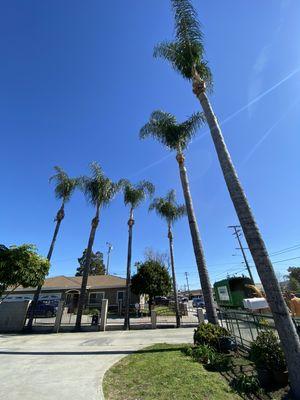 Palm tree trimming