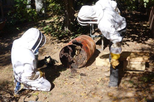 Jesse & Nathan extracting a feral honey be colony from an old 50 gallon steel drum.