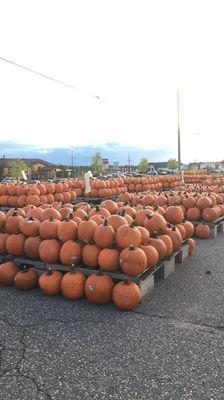 Fall pumpkin patch