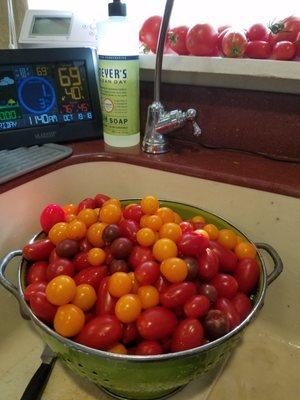 Vic's organic soil grows great Cherry tomatoes.