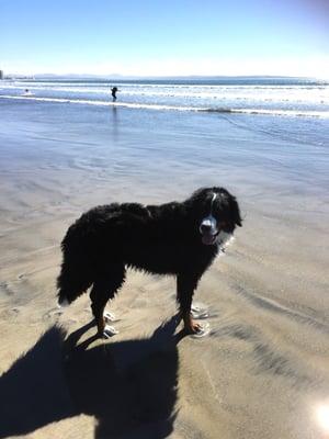 Running Dogs at Coronado Beach
 Off leash Dog Walking for Active and Healthy Dogs