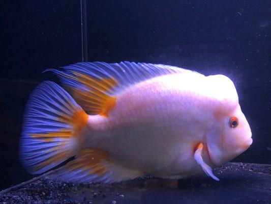 Snowball our Midas Cichlid