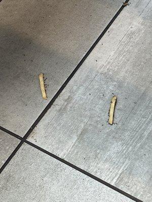 These are ants eating a French fry off of the floor! THAT IS ABSOLUTELY DISGUSTING!!