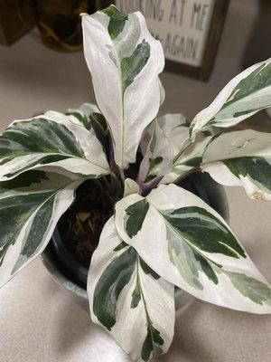 Calathea White Fusion