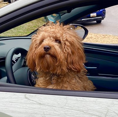 Romeo gives the deal 5 Woofs. Apparently he now thinks the driver's seat is his - and he refuses to move over LOL.