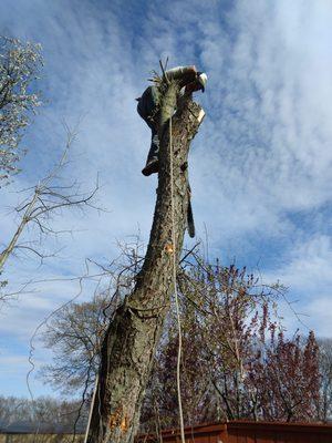 Tree Service.