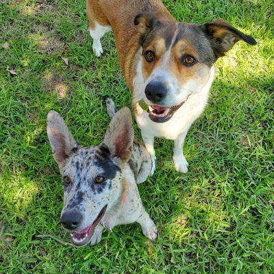 Bella and Sam Pet Sitting