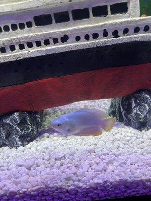 Powder Blue gourami